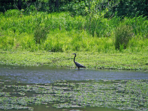 Crane in Lake Conestee near bank with tall grasses