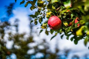 Ripe apples hanging off the tree on a beautiful day