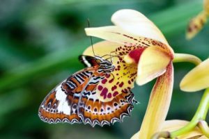 Butterfly sitting on a flower.