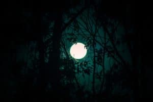 full moon behind trees