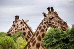 two giraffe with sky and trees in the background 