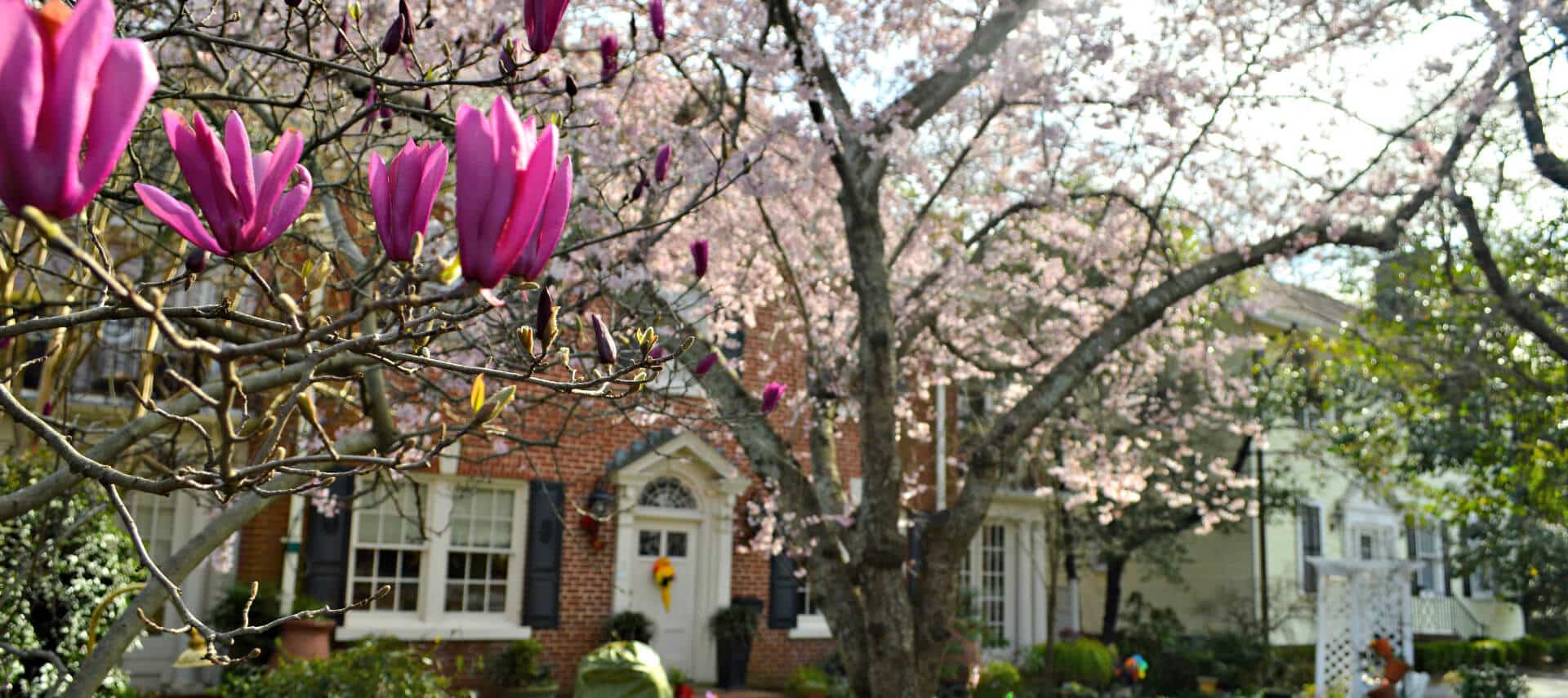 Large brick home fronted by tree blooming with pink flowers.