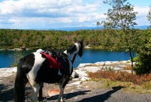 Horse overlooking lake