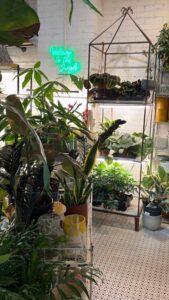 Well stocked plant shop.
