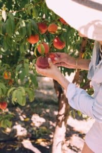 Woman picking peaches.