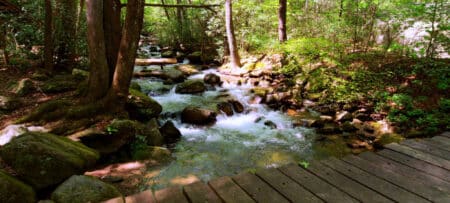 Bridge over running water in the woods.