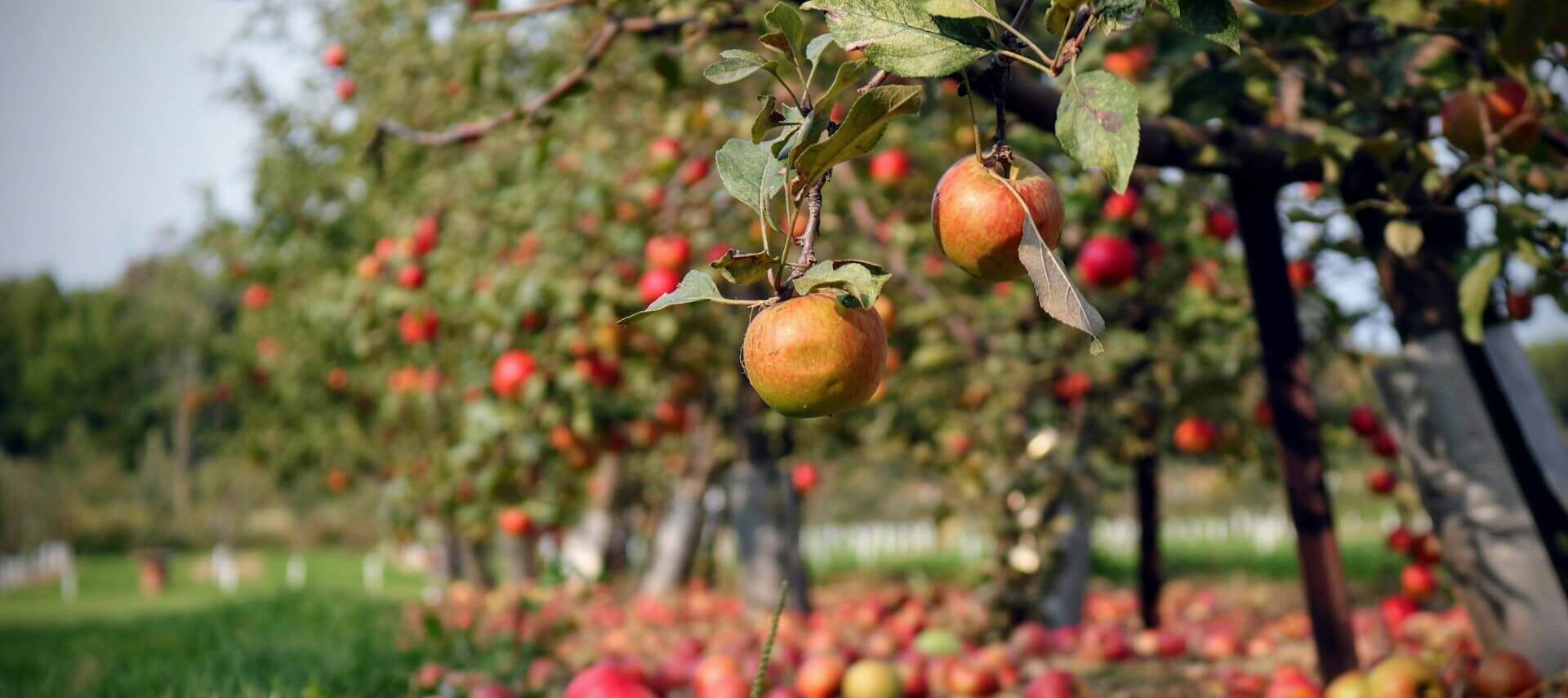 Apple orchard loaded with apples https://unsplash.com/photos/orange-fruit-on-green-grass-during-daytime-VW4x7oFSFJU?utm_content=creditShareLink&utm_medium=referral&utm_source=unsplash
