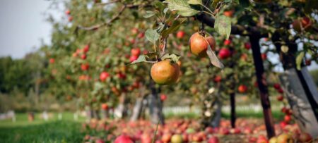 Apple orchard loaded with apples https://unsplash.com/photos/orange-fruit-on-green-grass-during-daytime-VW4x7oFSFJU?utm_content=creditShareLink&utm_medium=referral&utm_source=unsplash