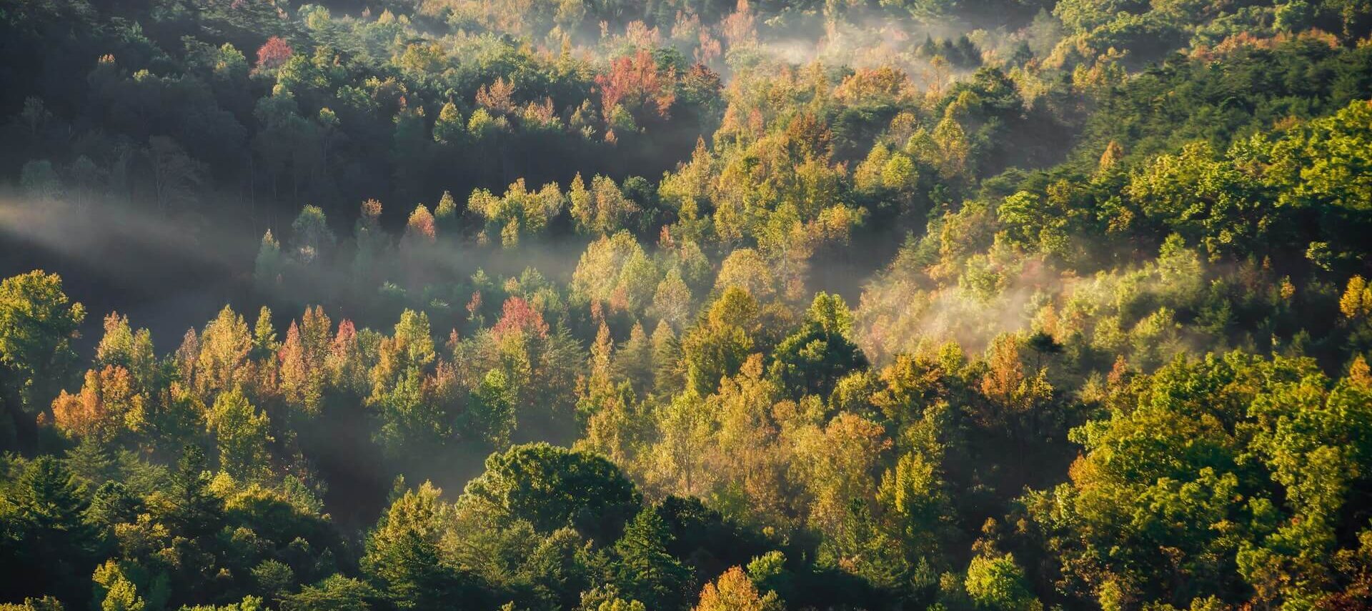 Fog rolling over trees changing color. https://unsplash.com/photos/a-forest-filled-with-lots-of-trees-covered-in-fog-it0Pkba02FM?utm_source=unsplash&utm_medium=referral&utm_content=creditShareLink