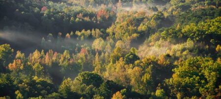 Fog rolling over trees changing color. https://unsplash.com/photos/a-forest-filled-with-lots-of-trees-covered-in-fog-it0Pkba02FM?utm_source=unsplash&utm_medium=referral&utm_content=creditShareLink